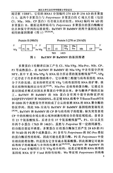 【大麦黄花叶病毒中国株系cpNIa和5end基因的克隆和5end在大肠杆菌中的表达】.pdf