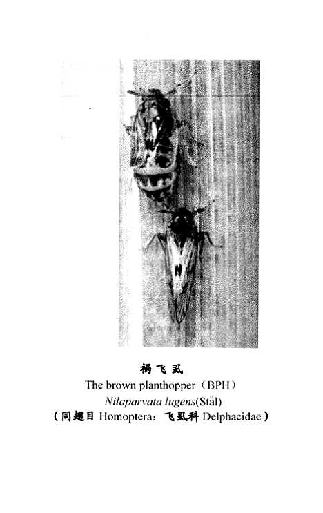 [下载][褐飞虱全纯人工饲料继代饲养技术及营养生理学研究].pdf