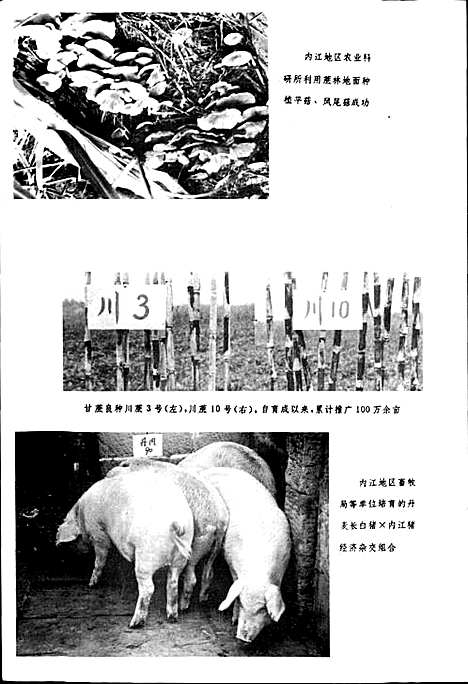 [下载][内江地区科学技术志]四川.pdf