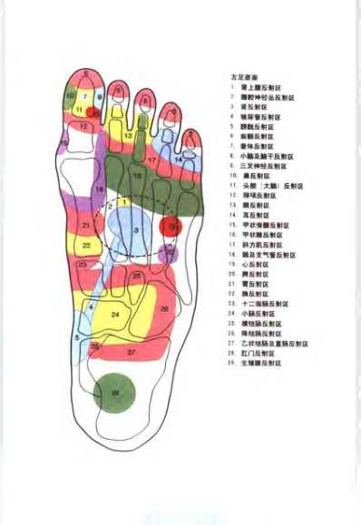 [下载][足部按摩顶尖手法与高超技巧]图解按摩穴位与反射.pdf