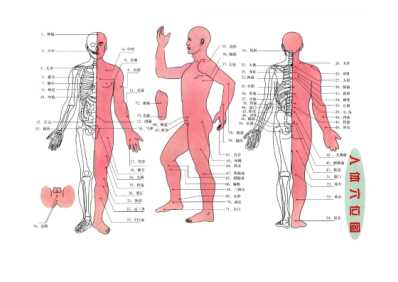 [下载][针灸图谱-人体穴位图-经络学图谱].pdf